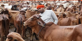 cow 1
